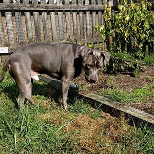 Meet your Posher, Ronnie